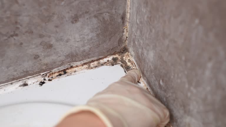 Best Airborne Mold Testing  in Miami Lakes, FL